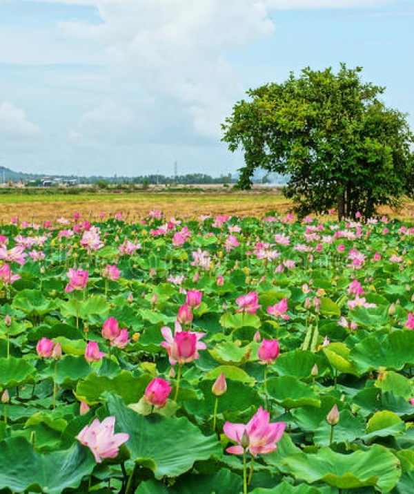 Văn học Phật giáo - Luận Lý Nhân Minh Trong Tăng Chi Bộ Kinh