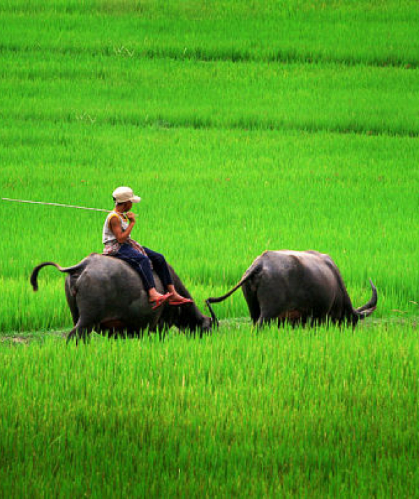 Văn học Phật giáo - Con trâu trong nhà Phật