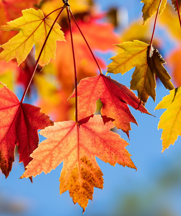 Văn học Phật giáo - THÁNG MƯỜI MỘT VỀ ĐÂY NGHE EM