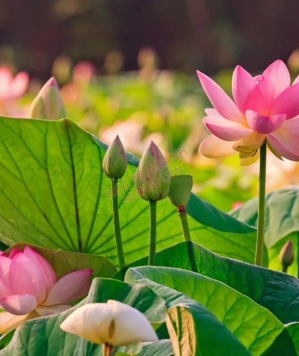 Văn học Phật giáo - Phật và Ma