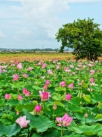 Luận Lý Nhân Minh Trong Tăng Chi Bộ Kinh