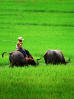 Con trâu trong nhà Phật